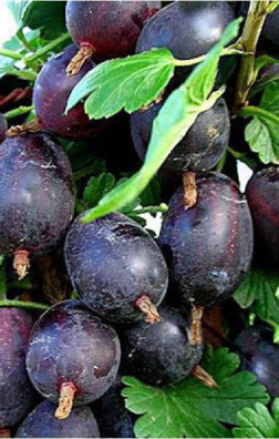 Саженец крыжовника Черномор в конт. С3 (Новатор Сад КХ)