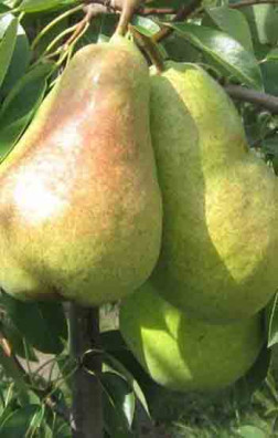 Саженец груши Бере люка, ОКС (Новатор Сад КХ)