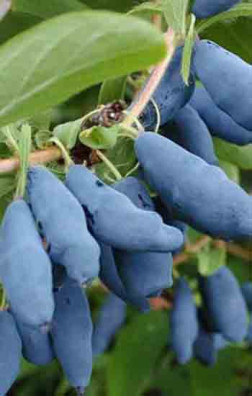 Саженец жимолости Дочь Великана, ОКС, 2 года (П)