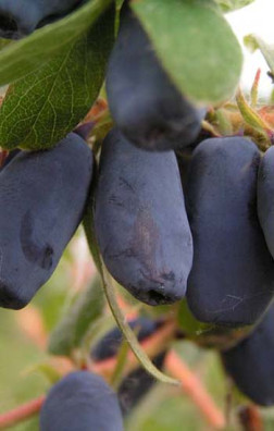 Саженец жимолости Лакомка, ОКС (ИП Кухарчук А.И.)