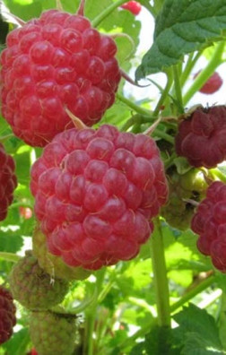 Саженец малины Аленушка, ОКС (ИП Кухарчук А.И.)