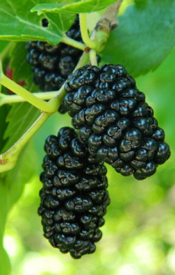 Саженец шелковицы Черная Баронесса, ОКС (ИП Кухарчук А.И.)