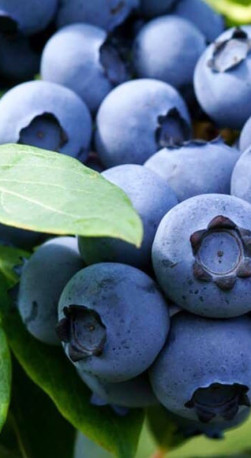 Саженец голубики Либерти в конт. С2, 2 года (С)