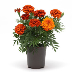 Рассада бархатцев Р9 (Д)