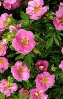 Саженец лапчатки кустарниковой Pink Queen (Пинк Квин) в конт. Р9 (ЗГ)