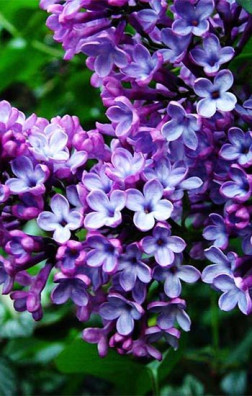 Саженец сирени Адмирал Кузнецов в конт. С2 (Коллекция Русская сирень)(п)