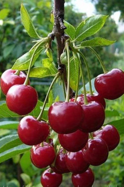 Саженец вишни Гриот Белорусский в контейнере (СП)