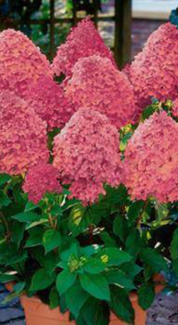 Саженец гортензии метельчатой Мэджикал Фаер (Magical Fire) в конт. Р9  (ДР)