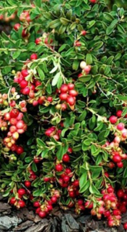 Саженец брусники садовой Эрнтезеген в конт. Р9, 2 года (КП)