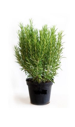 Растение Розмарин в конт. Р10 (Р)
