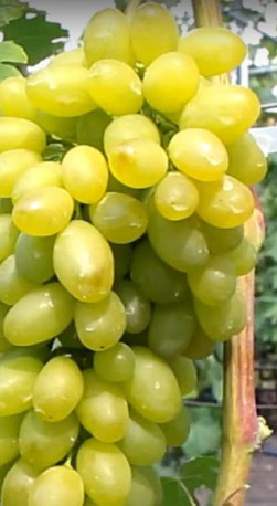 Саженец винограда Монблан в конт. С2 (СП)
