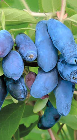 Саженец жимолости Ленинградский великан, ОКС (К)