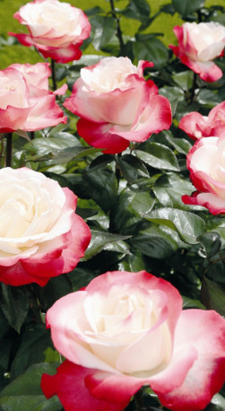 Розы саженцы чайно-гибр Nostalgia