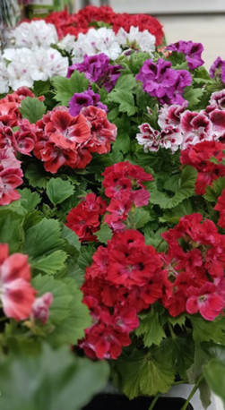 Растение Пеларгония королевская в конт. D11 (НП)