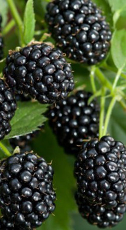 Саженец ежевики Черная магия, ремонтантная, ОКС (К)