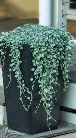 Растение Дихондра в конт. Д12 (ЦД)