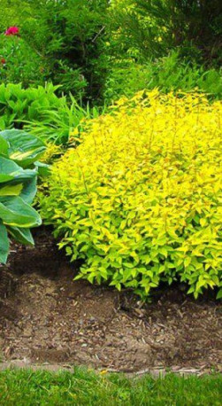 Саженец спиреи японской Goldmound в конт. Р9 (ЗГ)