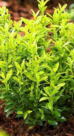 Саженец бересклета японского Microphyllus Albovariegatus в конт Р9 (ЗГ)