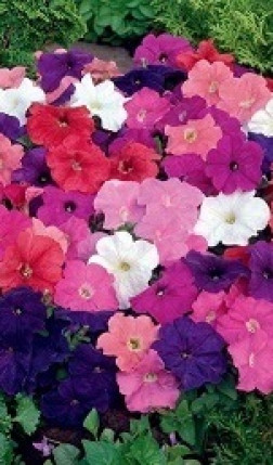 Растение Петуния ампельная (Сурфиния) в конт. D10.5 (НП)