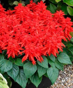 Растение Сальвия в конт. P8 (НП)