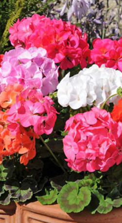 Рассада пеларгонии зональной в конт. Д11 (Наш питомник КФХ)