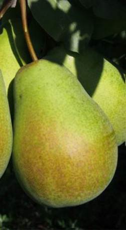 Саженец груши Маслянистая летняя в контейнере (СП)