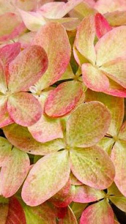 Саженец гортензии метельчатой Граффити в конт. С5 (Новатор Сад КХ)