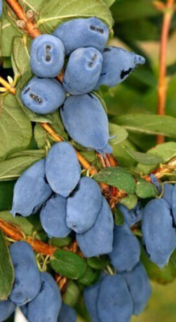 Саженец жимолости Бореал Близзард в конт. Р9 (ПЦ)