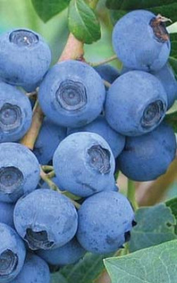 Саженец голубики Эрлиблю в конт.С2 (ПЦ)