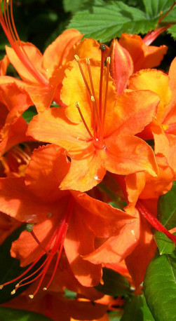 Саженец рододендрона листопадного Японский оранжевый в конт. Р9 (ПЦ)