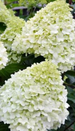 Саженец гортензии метельчатой Геркулес в конт. Р9 (ДР)