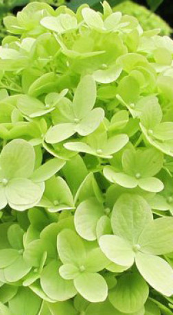 Саженец гортензии метельчатой Мохито (Mojito) в конт. Р9 (ДР)