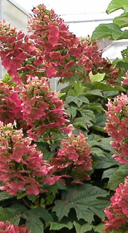 Саженец гортензии метельчатой Руби (Ruby) в конт. Р9 (ДР)