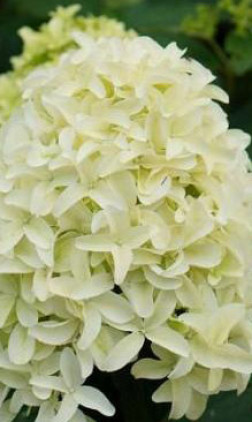 Саженец гортензии метельчатой Скайфолл (Skyfall) в конт. Р9 (ДР)