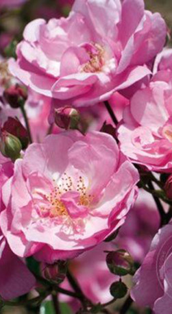 Розы саженцы флорибунда Louis Bleriot