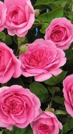 Розы саженцы английская Gertrude Jekyll