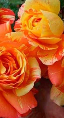 Розы саженцы на штамбе Marvelle