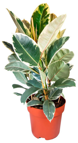 Растение Фикус Тинеке в конт. D12 (ЧП 