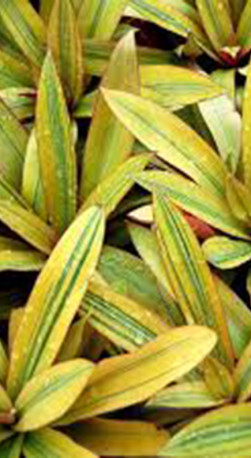 Растение Традесканция Gold в конт. D10 (ЧП 