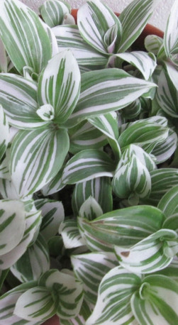 Растение Традесканция Альба в конт. D10 (ЧП 