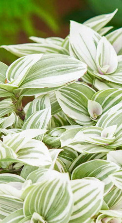 Растение Традесканция Брайтнес в конт. D10 (ЧП 