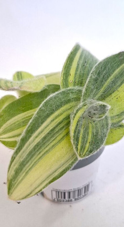 Растение Традесканция Браун Хилл в конт. D10 (ЧП 