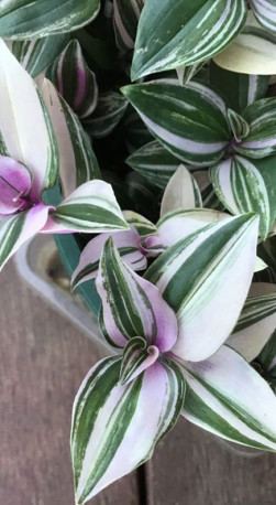 Растение Традесканция Вариегата в конт. D10 (ЧП 