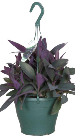 Растение Традесканция Папл Харт невеста в конт. D10 (ЧП 