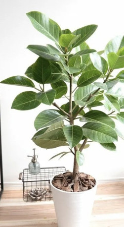 Растение Фикус Бенгальский в конт. D12 (ЧП 