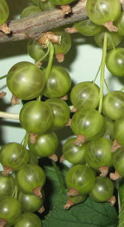 Саженец смородины зеленоплодной Галицкий бурштын, ОКС, 2 года (П)