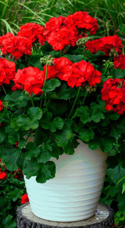 Рассада пеларгонии межвидовой в конт. Д12 (ЗГ)