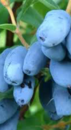 Саженец жимолости Хоней Би (Медовая мечта), ОКС, 2 года (Сад Помолейко А.В. КФХ)