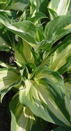 Хоста гибридная Крисмас Айлэнд (Christmas Island) ОКС, в цветной упаковке (Зеленый горизонт ФХ)