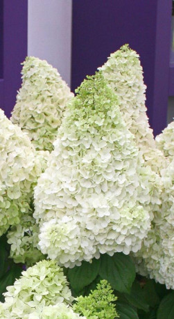 Саженец гортензии метельчатой Мэджикал Мунлайт (Magical Moonlight) в Р9  (ДР)